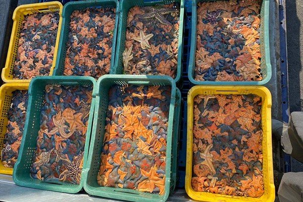 STARSTEC: Harnessing Innovation to Tackle Marine Ecosystem Woes