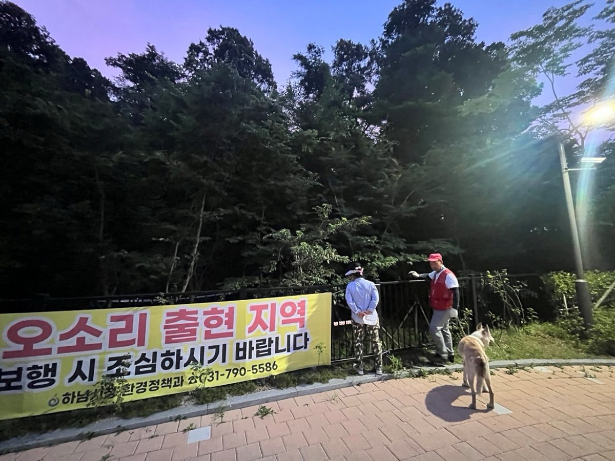 위례신도시에서 포획된 오소리