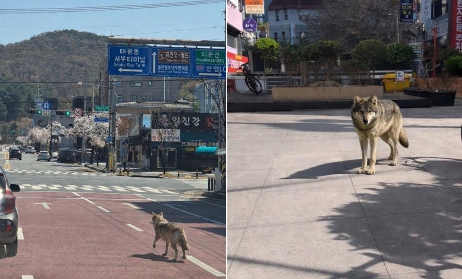 대전 지역 늑대 목격 관련 수색 혼선 보도 이미지