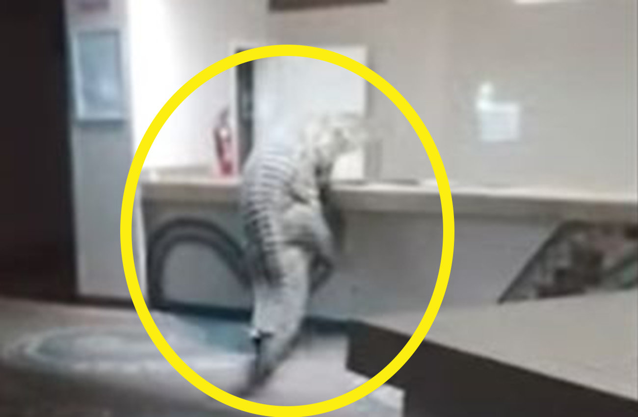 짐바브웨 호텔에 출몰한 대형 악어 관련 보도 이미지